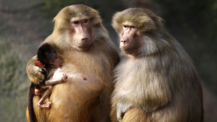 Обезьяны семейная жизнь