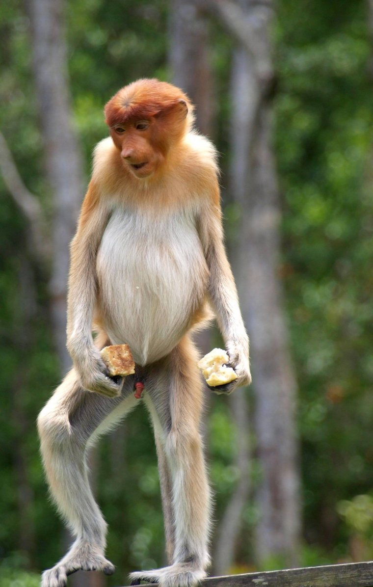 Бабуин носач