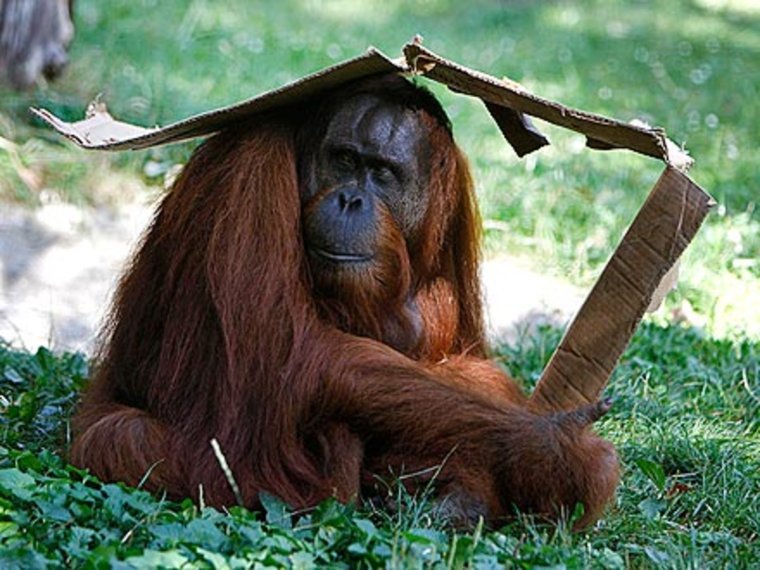 Умная обезьяна