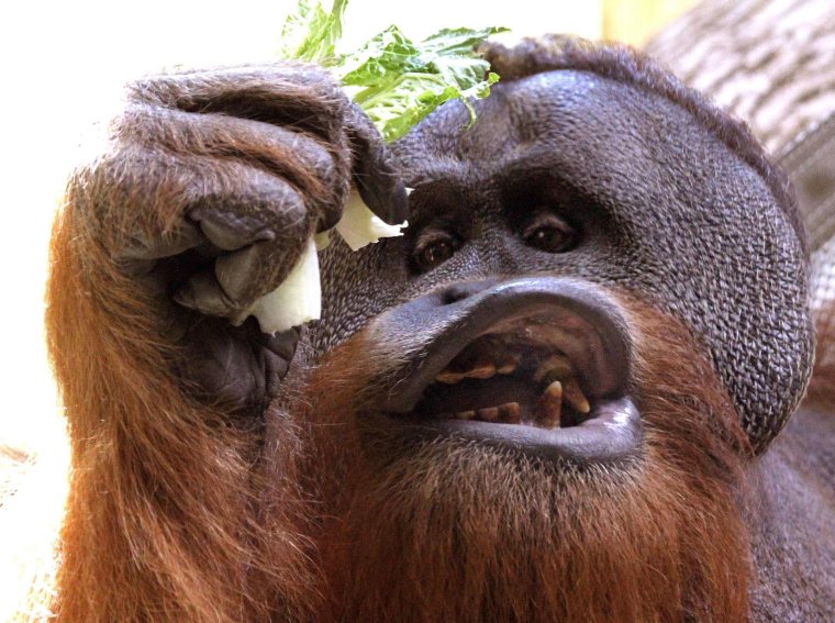 Самые смешные обезьяны