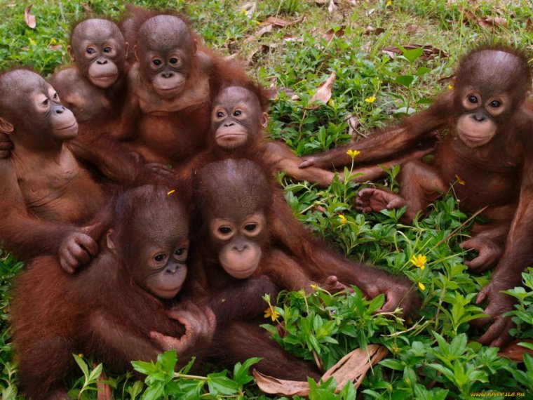 Куча обезьян