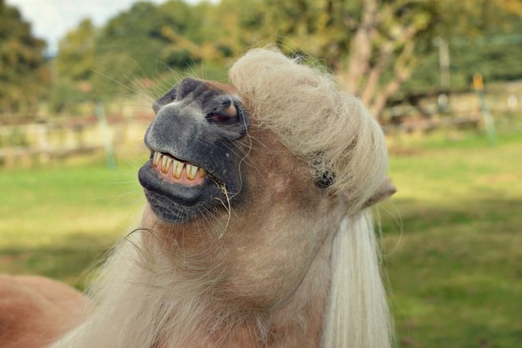 Самое тупое существо