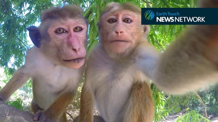 Селфи двух мартышек