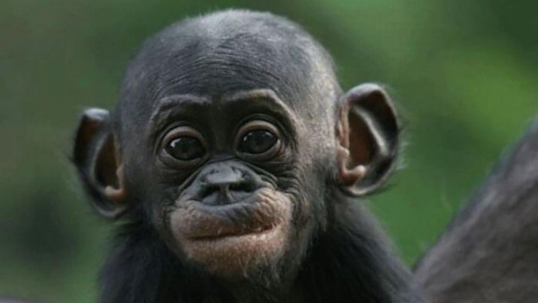 Кензи обезьяна