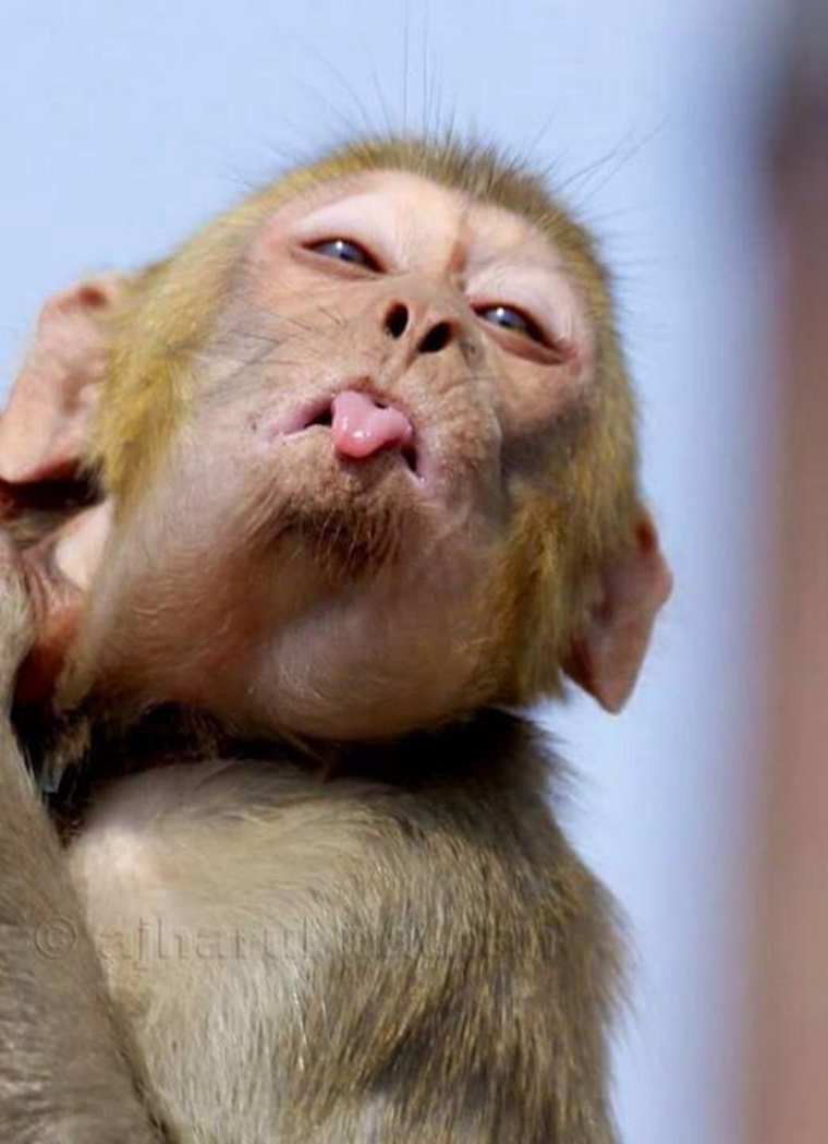 Забавные обезьяны