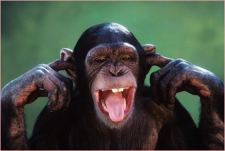 Обезьяна кривляка