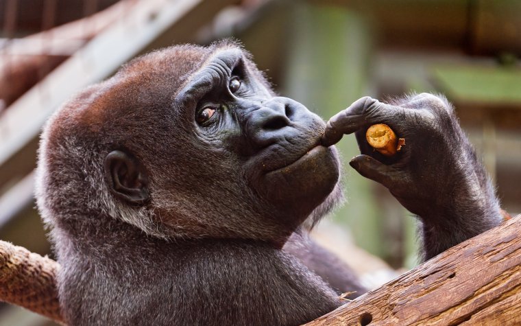 Смешные звери