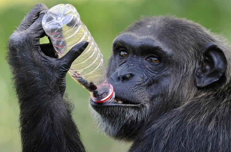 Курящая обезьяна