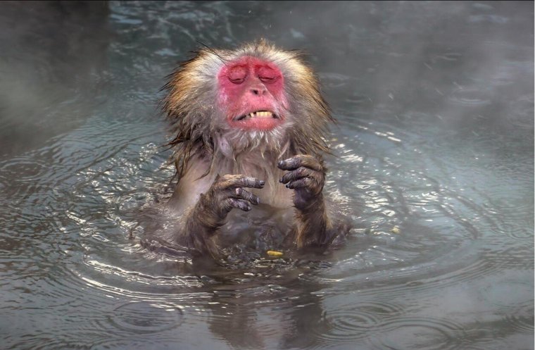 Премия comedy Wildlife Photography