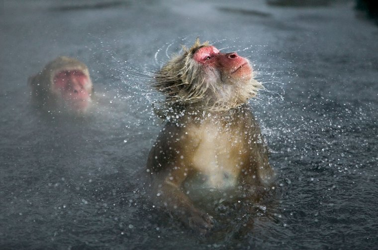 Обезьяна под водой