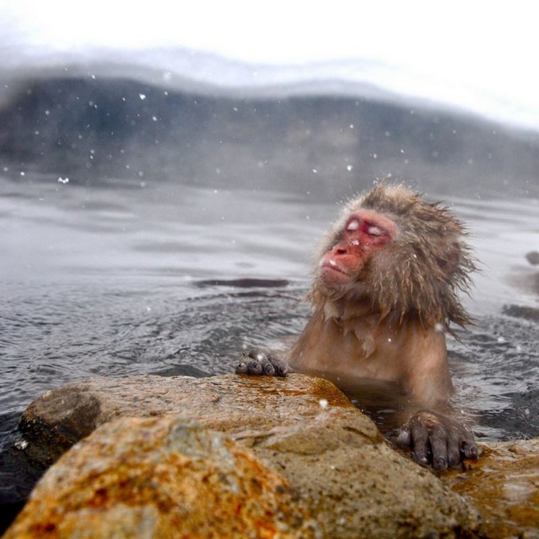 Обезьяны в Японии в горячих источниках