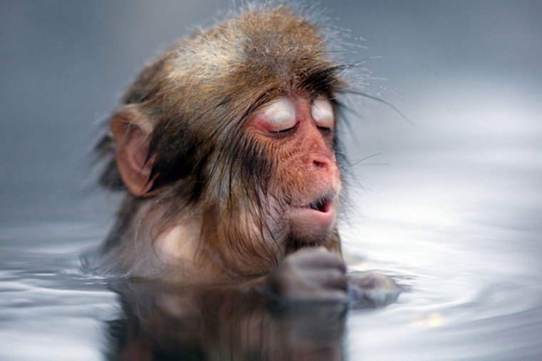 Обезьяна в горячем источнике