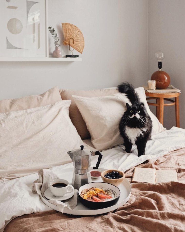Кот завтрак в постель