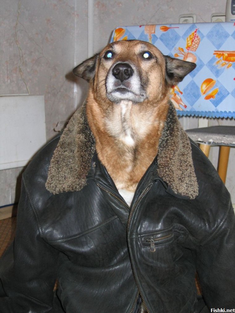 Овчарка в куртке