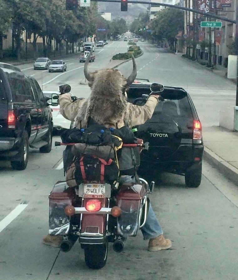 Кот на мотоцикле прикол