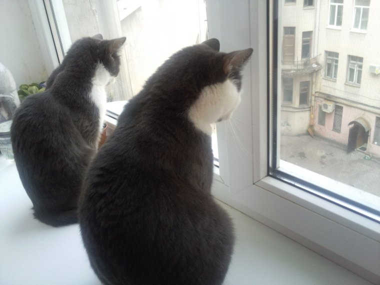 Прикол наблюдательный