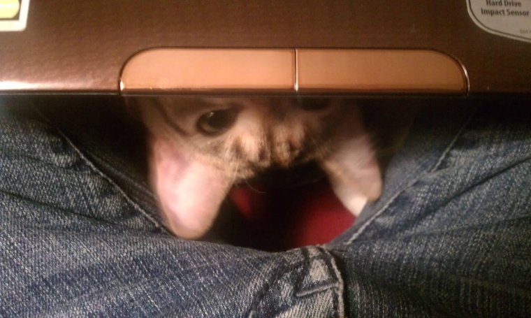 Смешная слежка