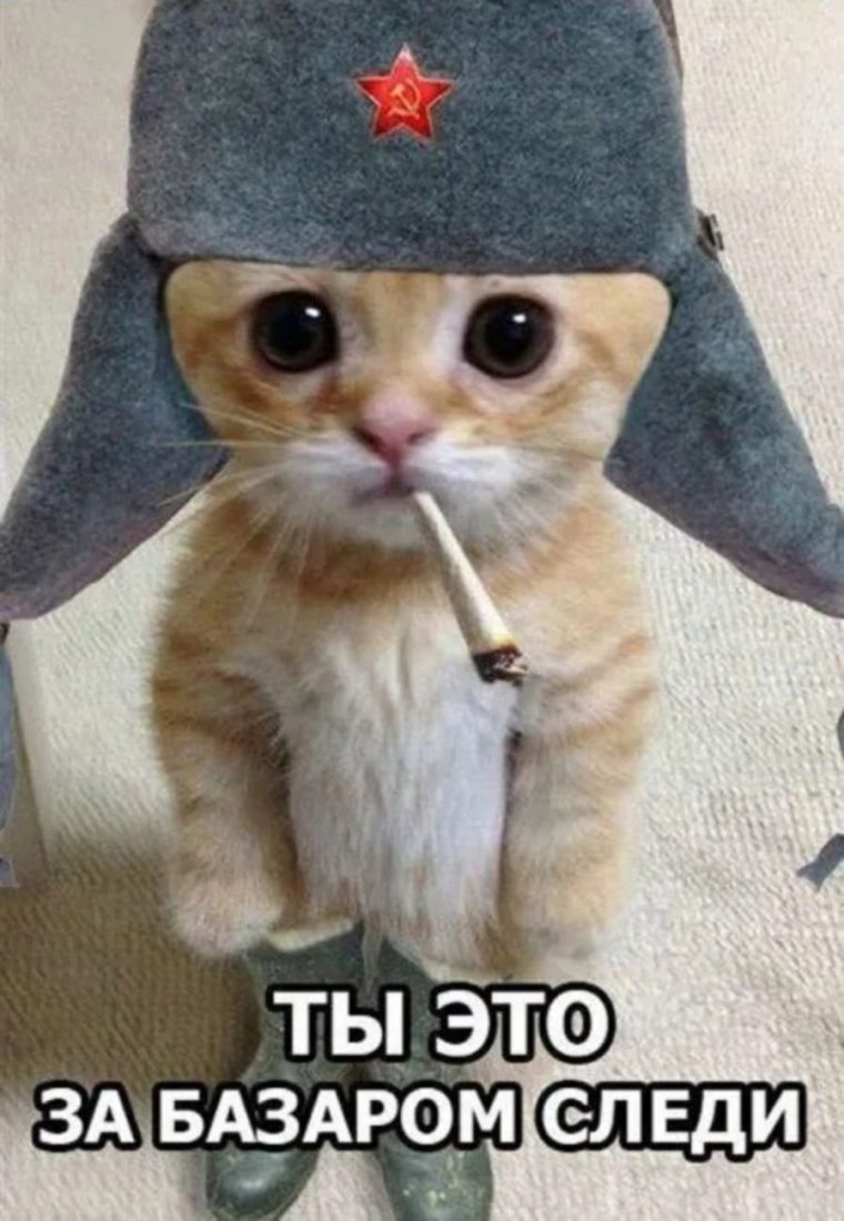 Котик в шапке ушанке