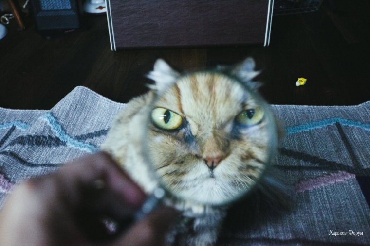 Кот через лупу