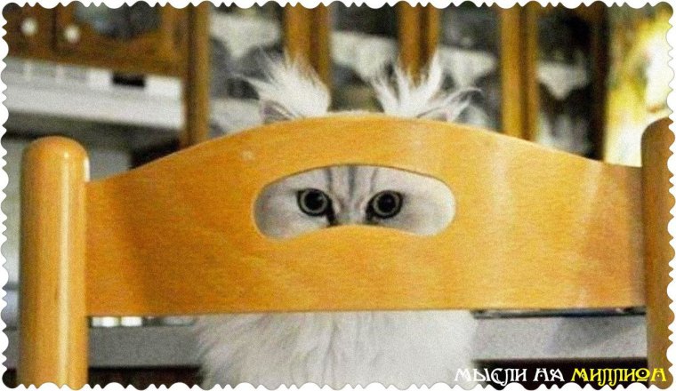 Котик следит за тобой