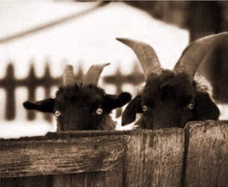 Они наблюдают за тобой