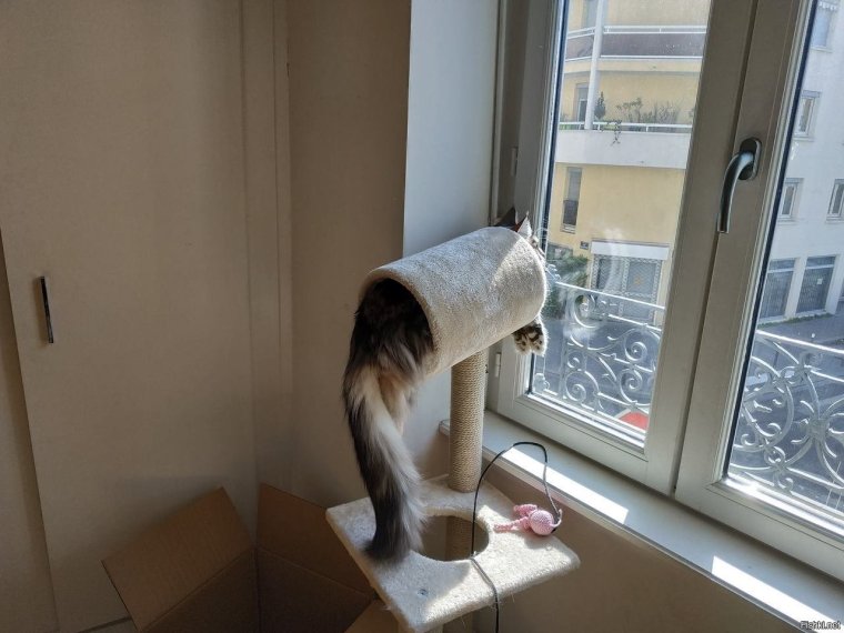 Кот следит за тобой