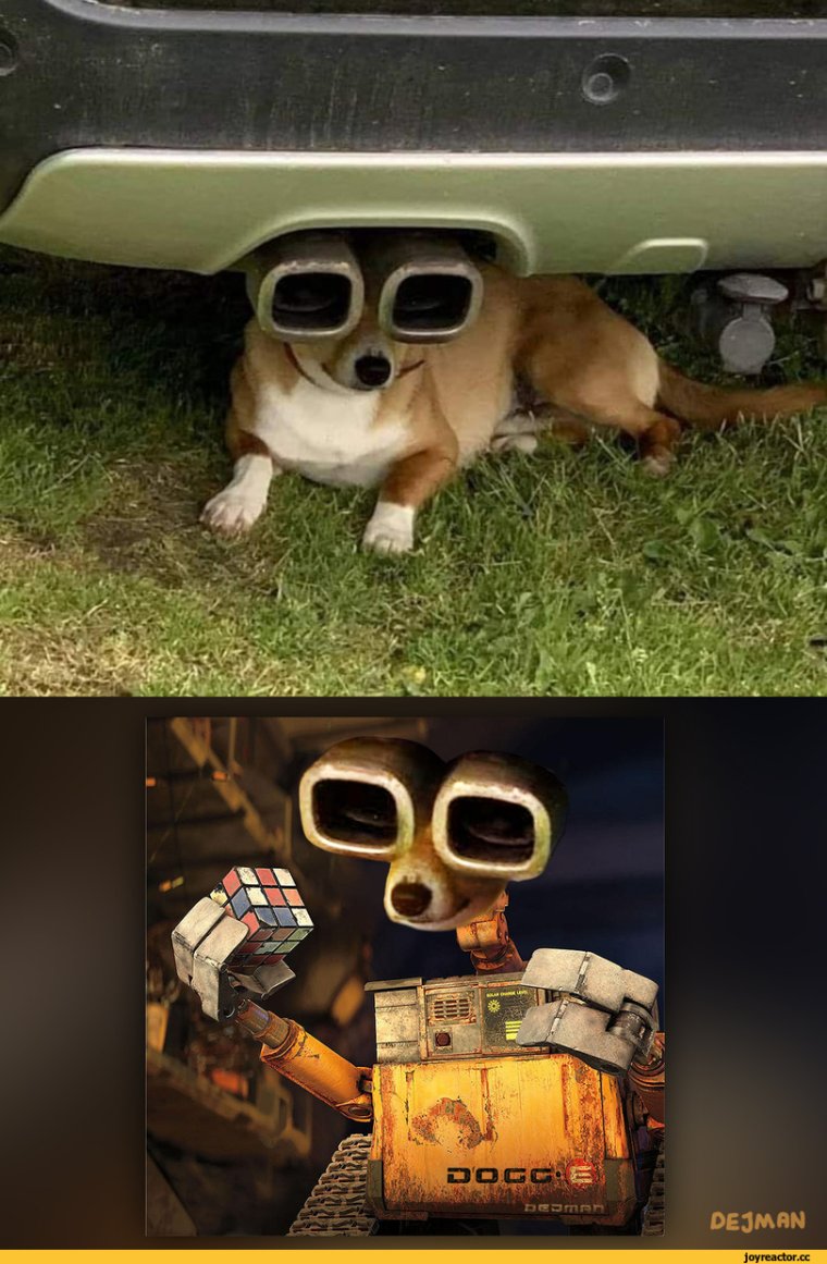 Я Слежу за тобой собака