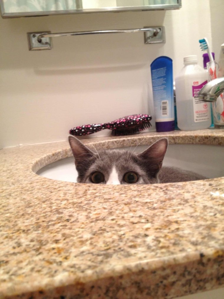 Котейка наблюдает