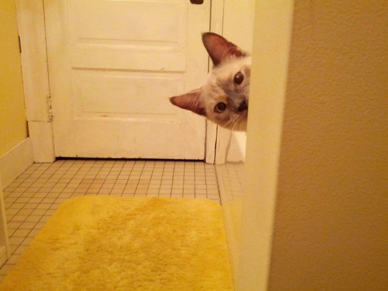 Кот прячется смешная