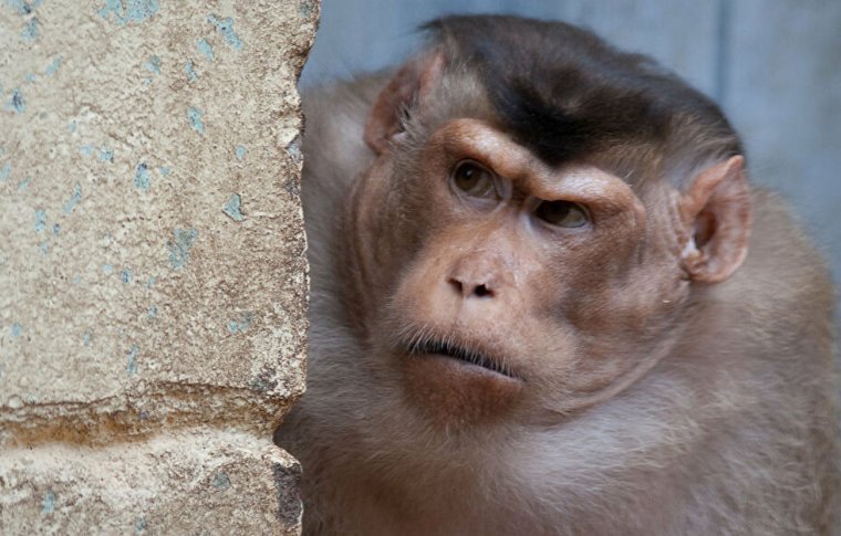 Летающая обезьяна