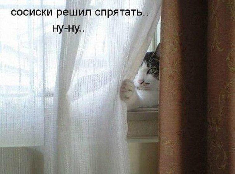 Кот за занавеской