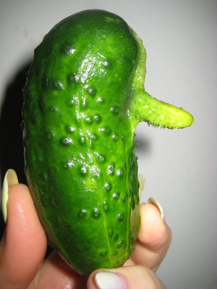 Маленький корнишон