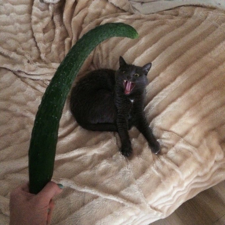 Кот боится огурца