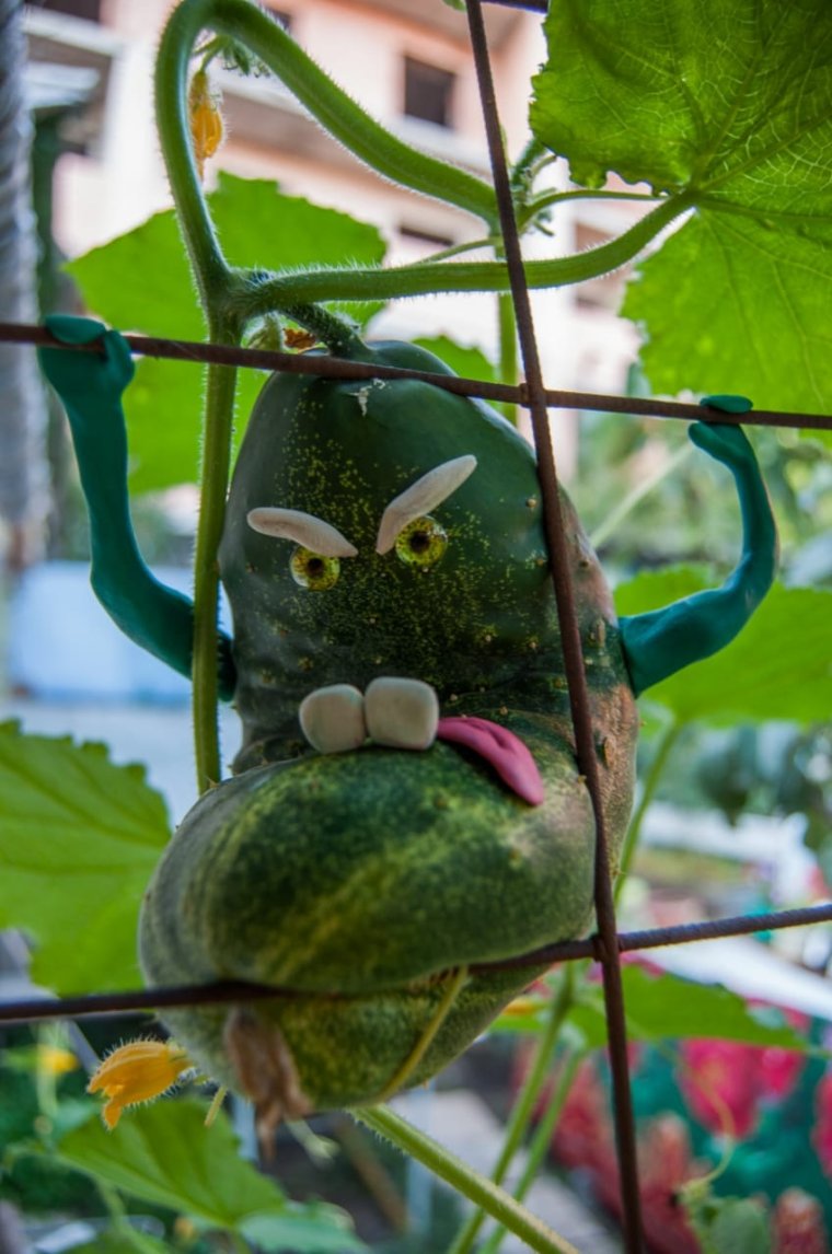 Смешной огурец