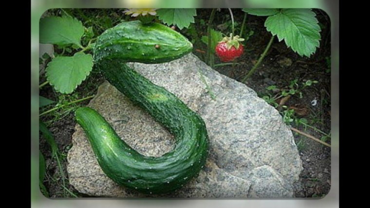 Чудо-юдо огородное