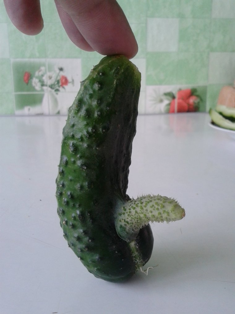 Огурцы пупырчатые