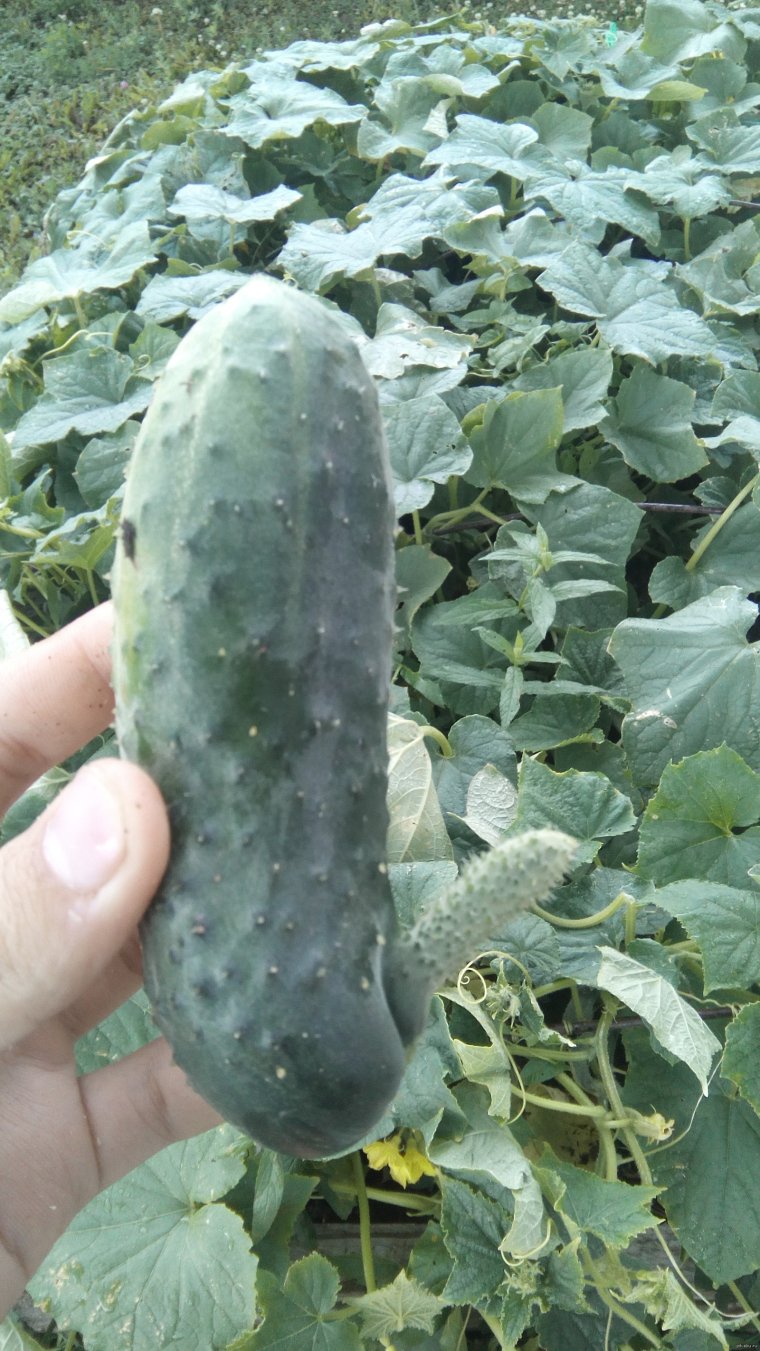 Плохой огурец