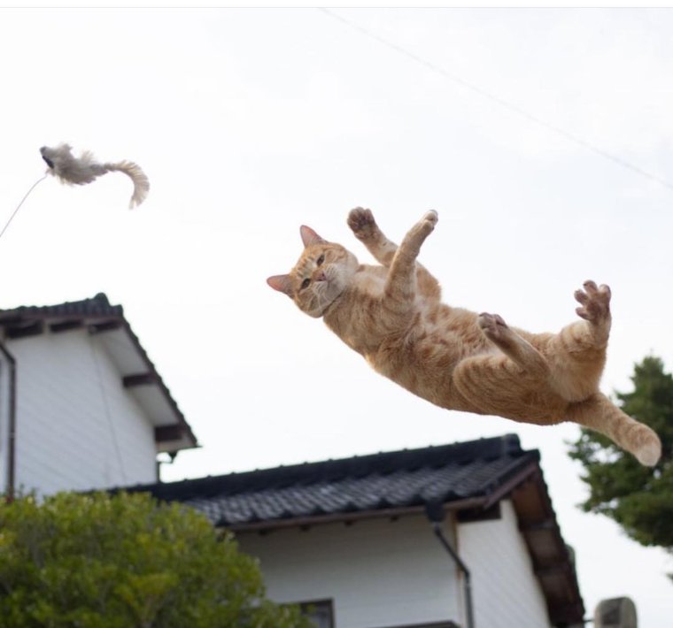 Кошка стоп Кадр