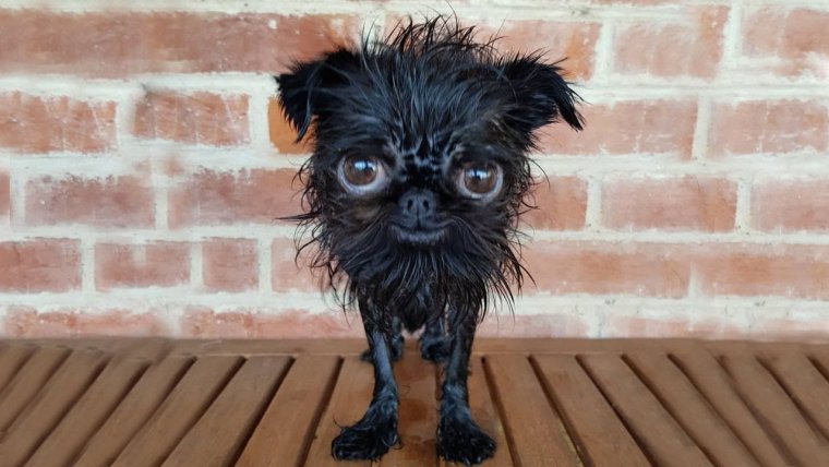 Бельгийский гриффон кальмар