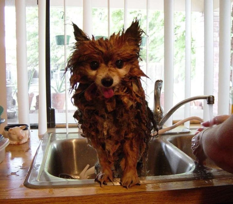 Собака не хочет мыться