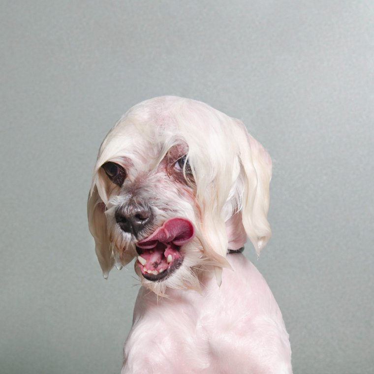 Смешная мокрая собака