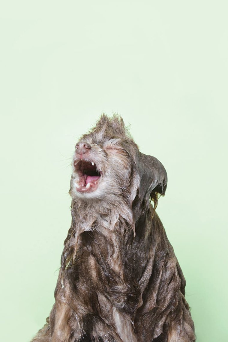 Мокрая собака