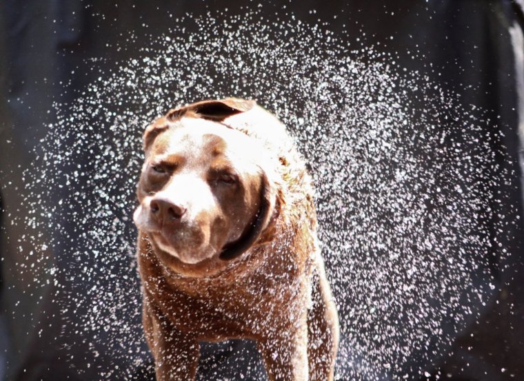 Собака отряхивается