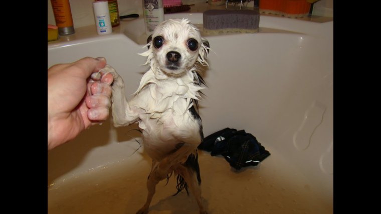 Мокрая чихуахуа