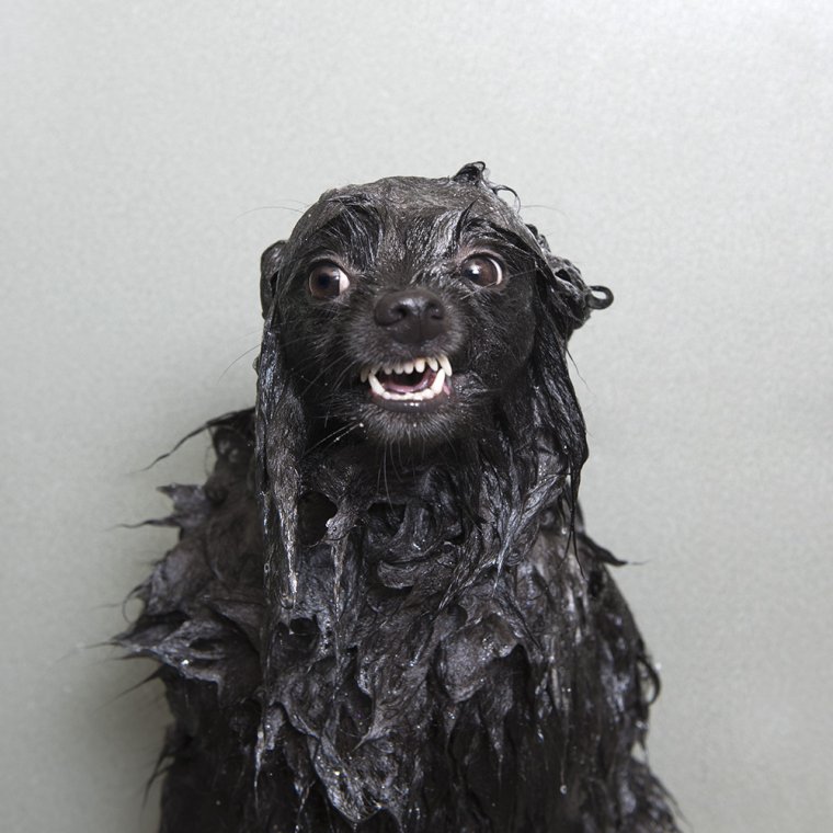 Мокрая собака