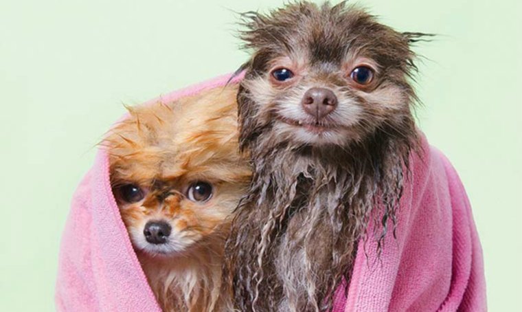 Собака с мокрой головой