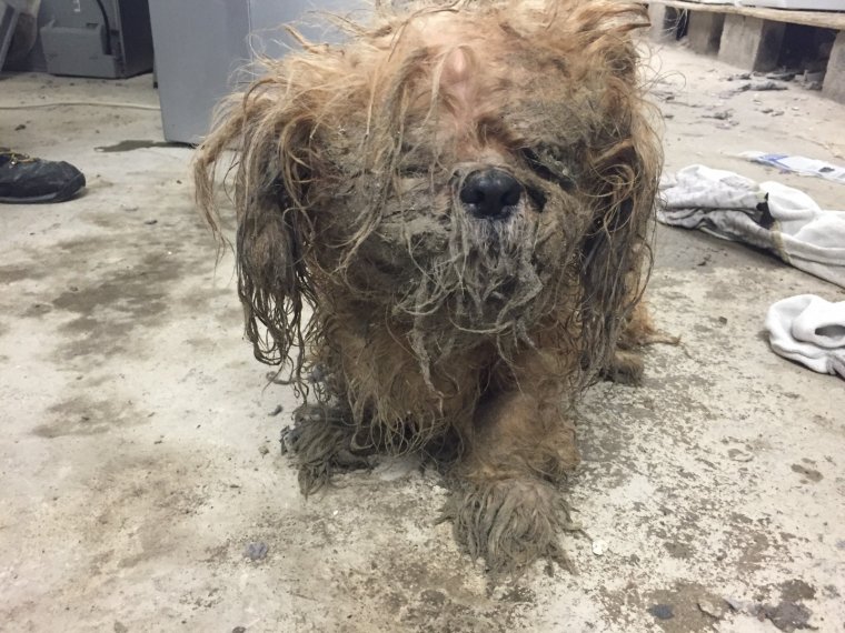Грязная лохматая собака
