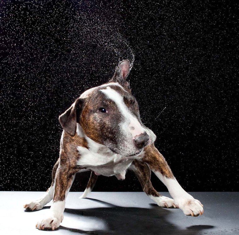 Собака отряхивается