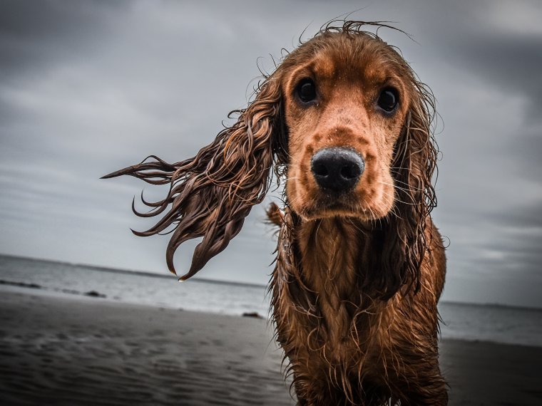 Английский кокер-спаниель
