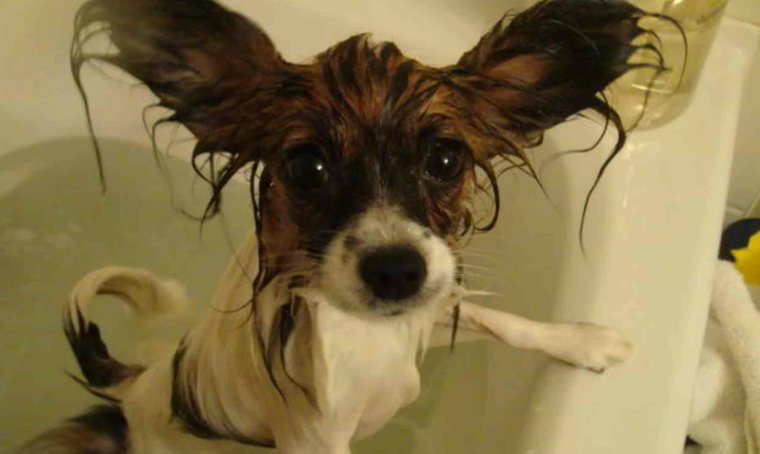 Мокрые животные смешные